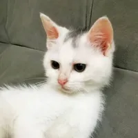 江诗敏